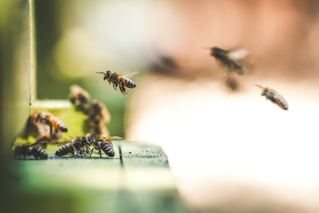 Bees working