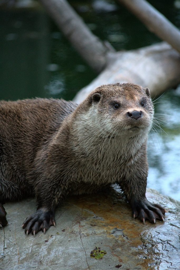 Otter