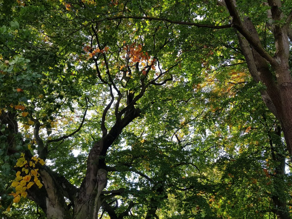Stadtpark trees